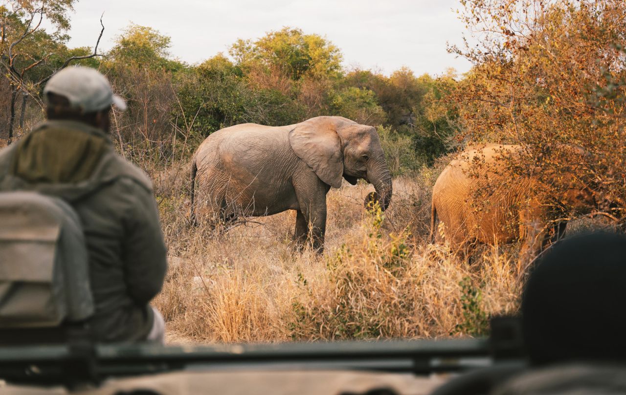 Simbavati River Lodge - Image 8