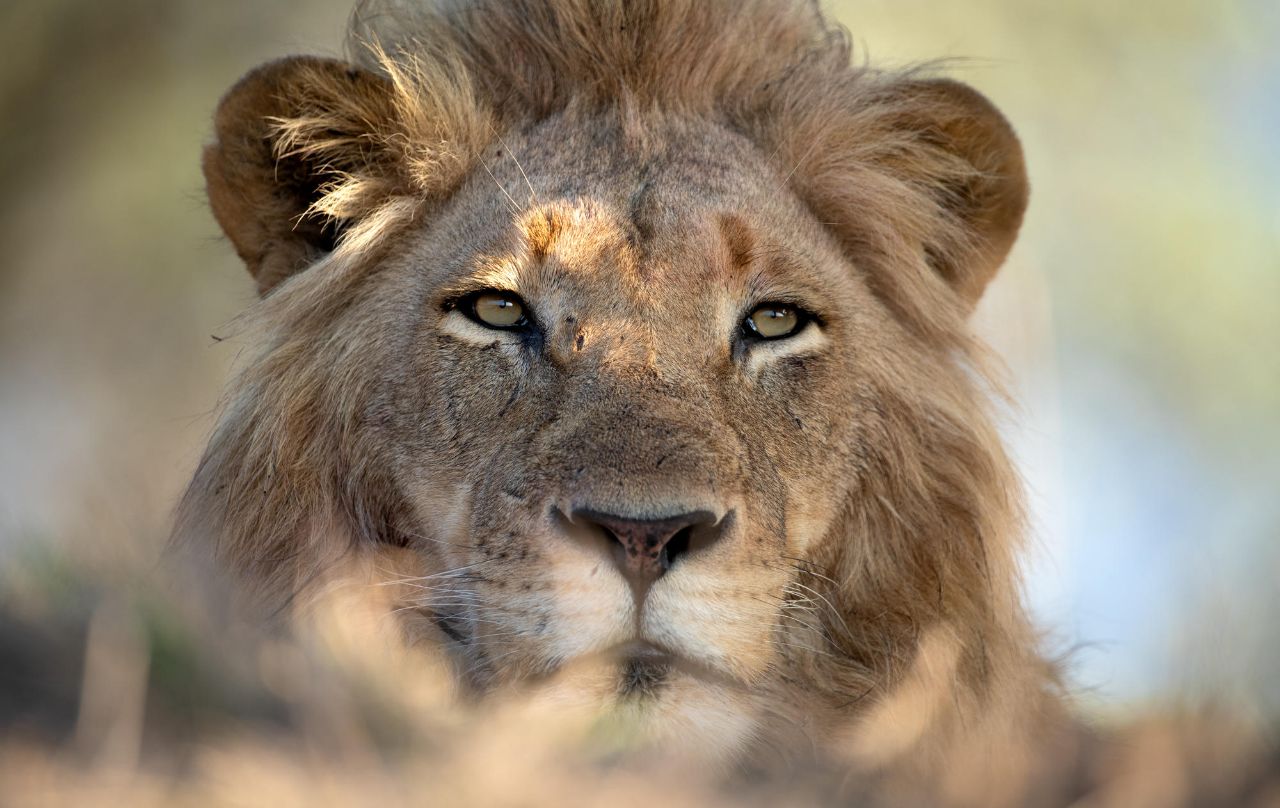 Singita Ebony Lodge - Image 3