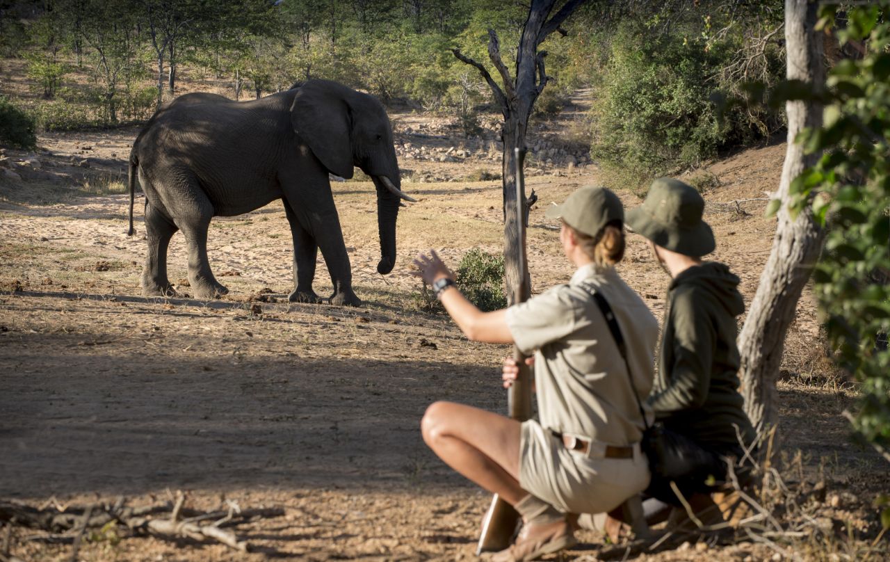 Ngala Safari Lodge - Image 3