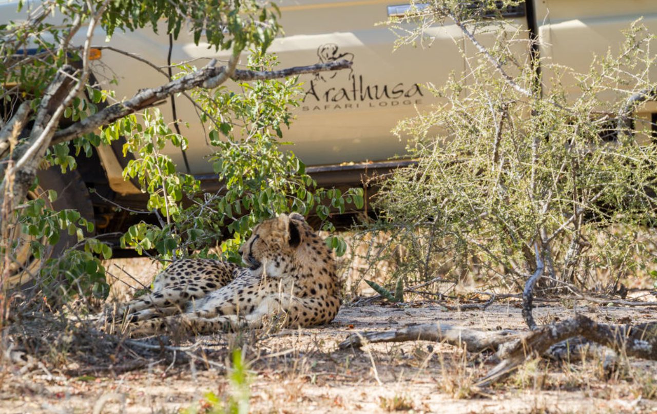 Arathusa Safari Lodge - Image 10