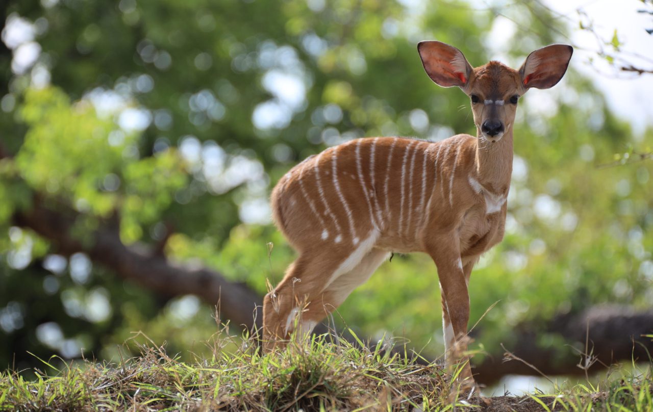 Idube Game Lodge - Image 7