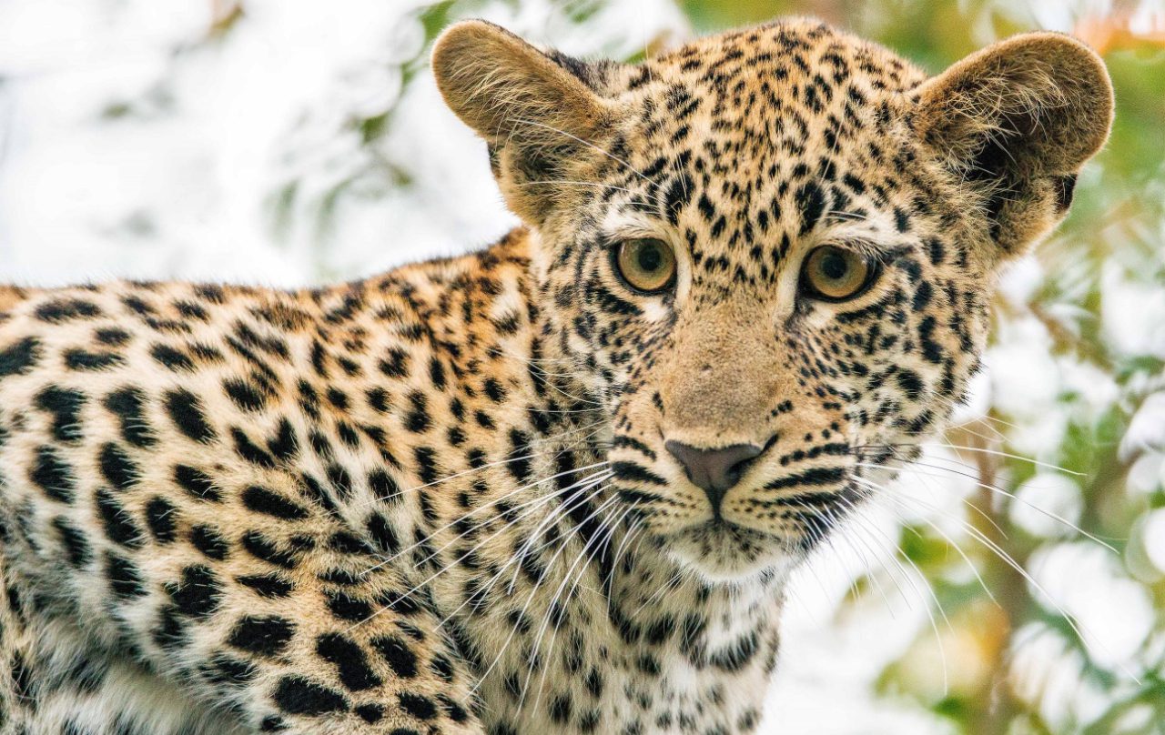 Kirkman’s Kamp - Image 6