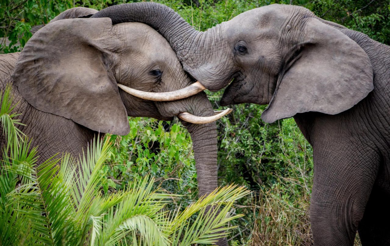 Kirkman’s Kamp - Image 3