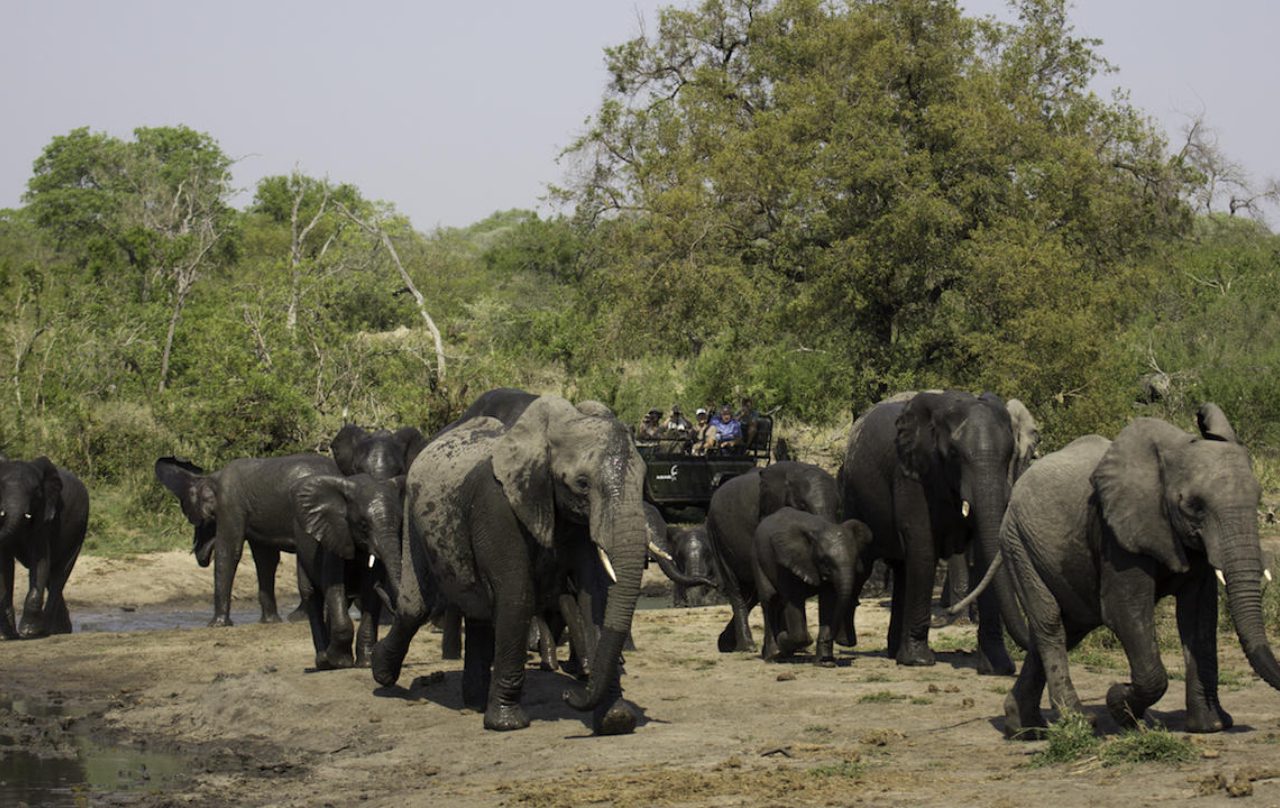 MalaMala Sable Camp - Image 8