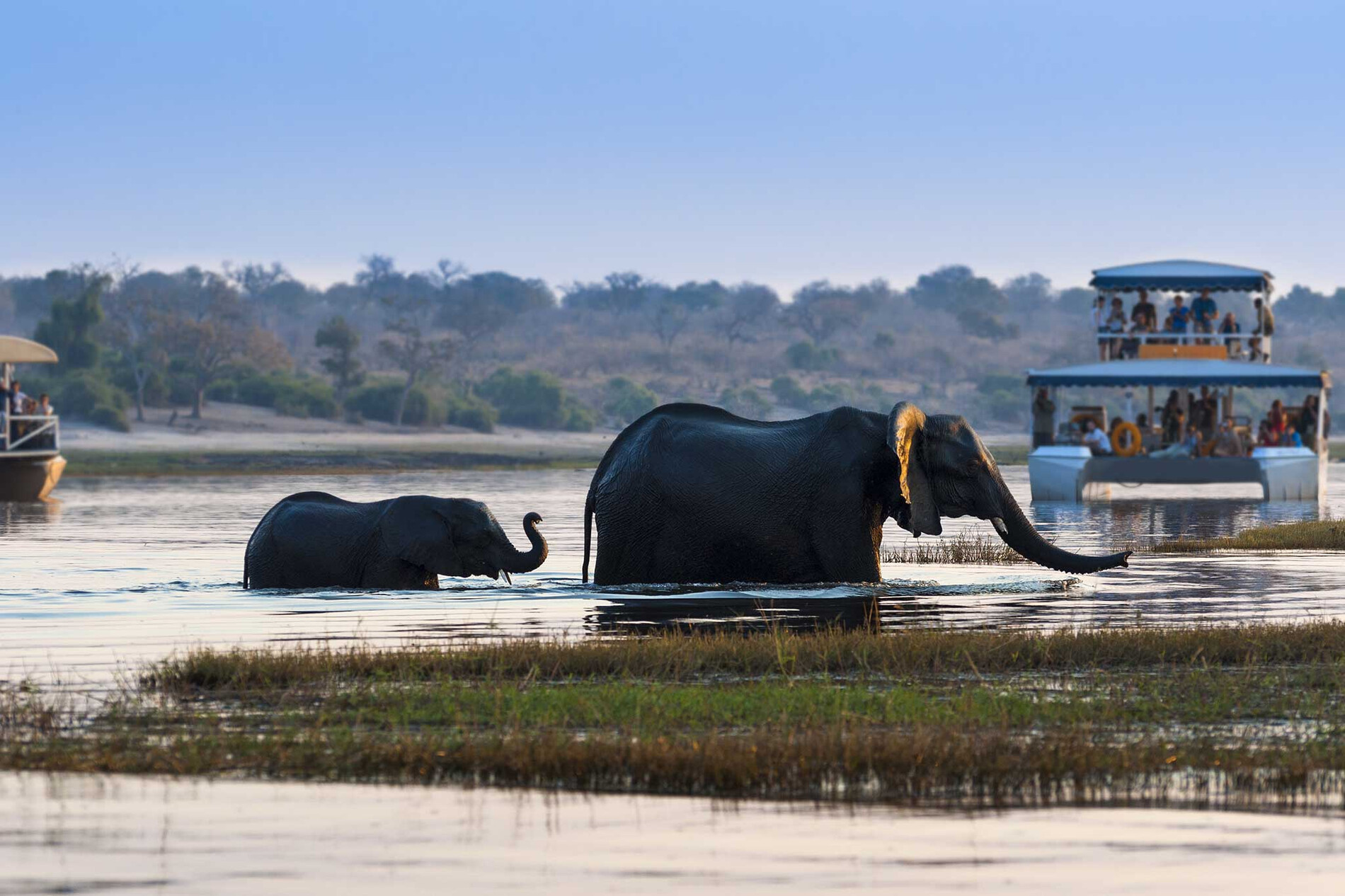 african-elephant-and-its-cub-crossing-the-chobe-river-in-the-chobe-national-park-with-tourist-boats-on-the-background_146278009.ed448545