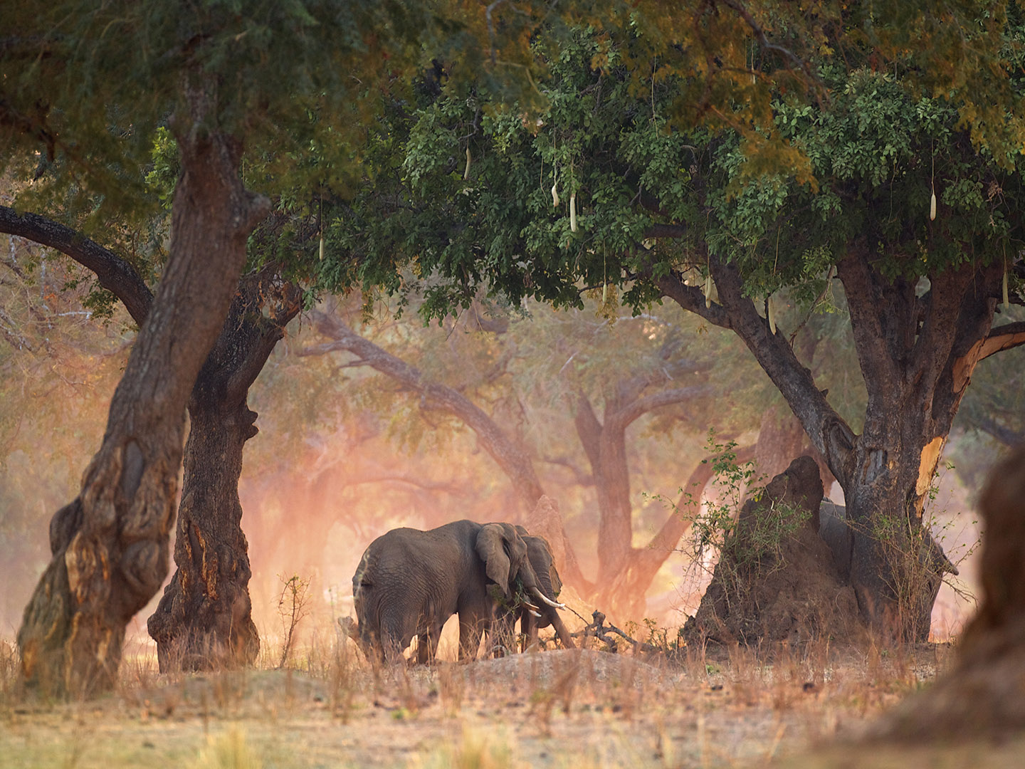 Elephants – Loxodonta africana – in Acacia and Sausage Tree woodlands at dawn, Mana Pools National Park, Zimbabwe
