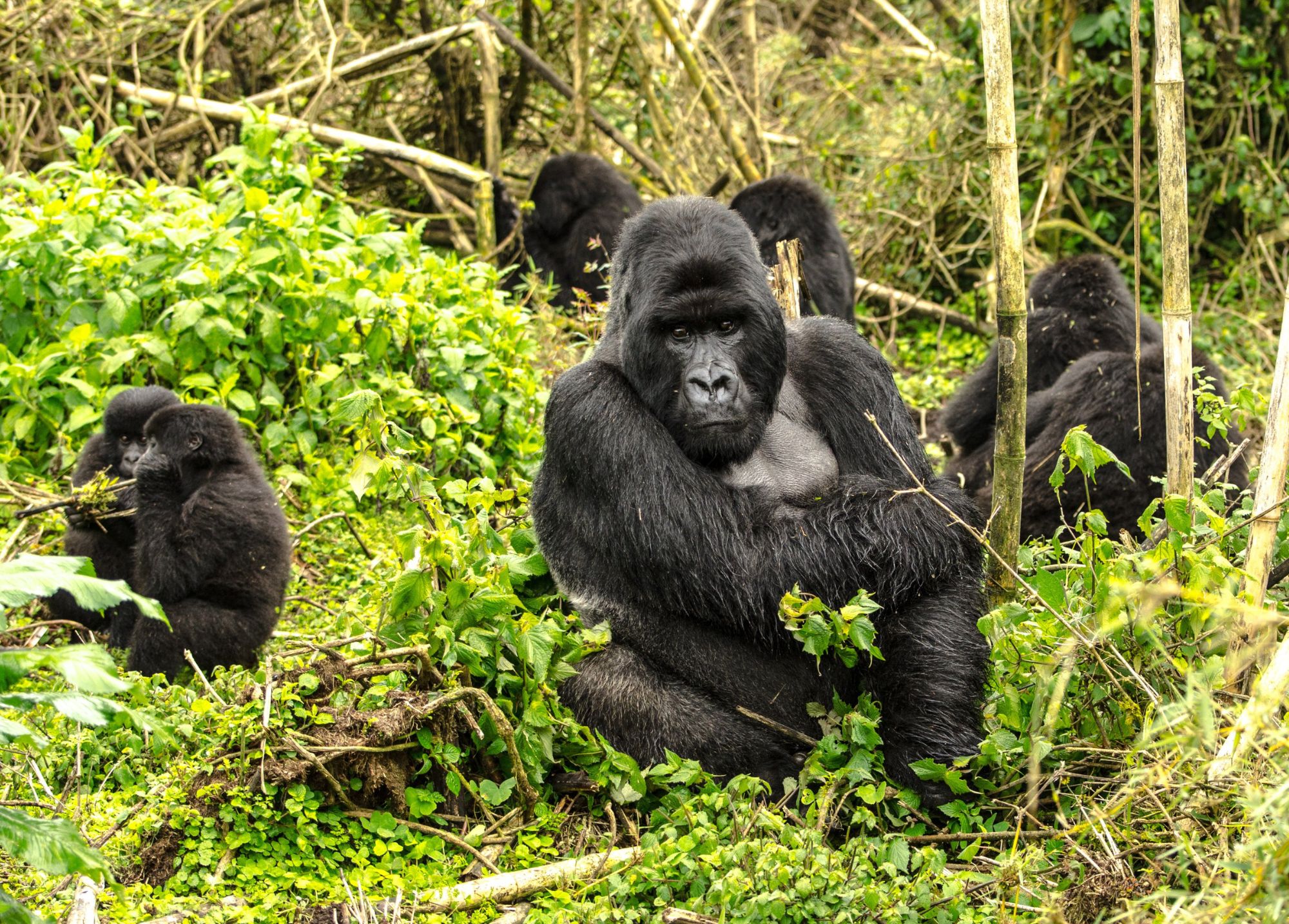 Rwanda & Uganda Big 5 and Gorilla Safari